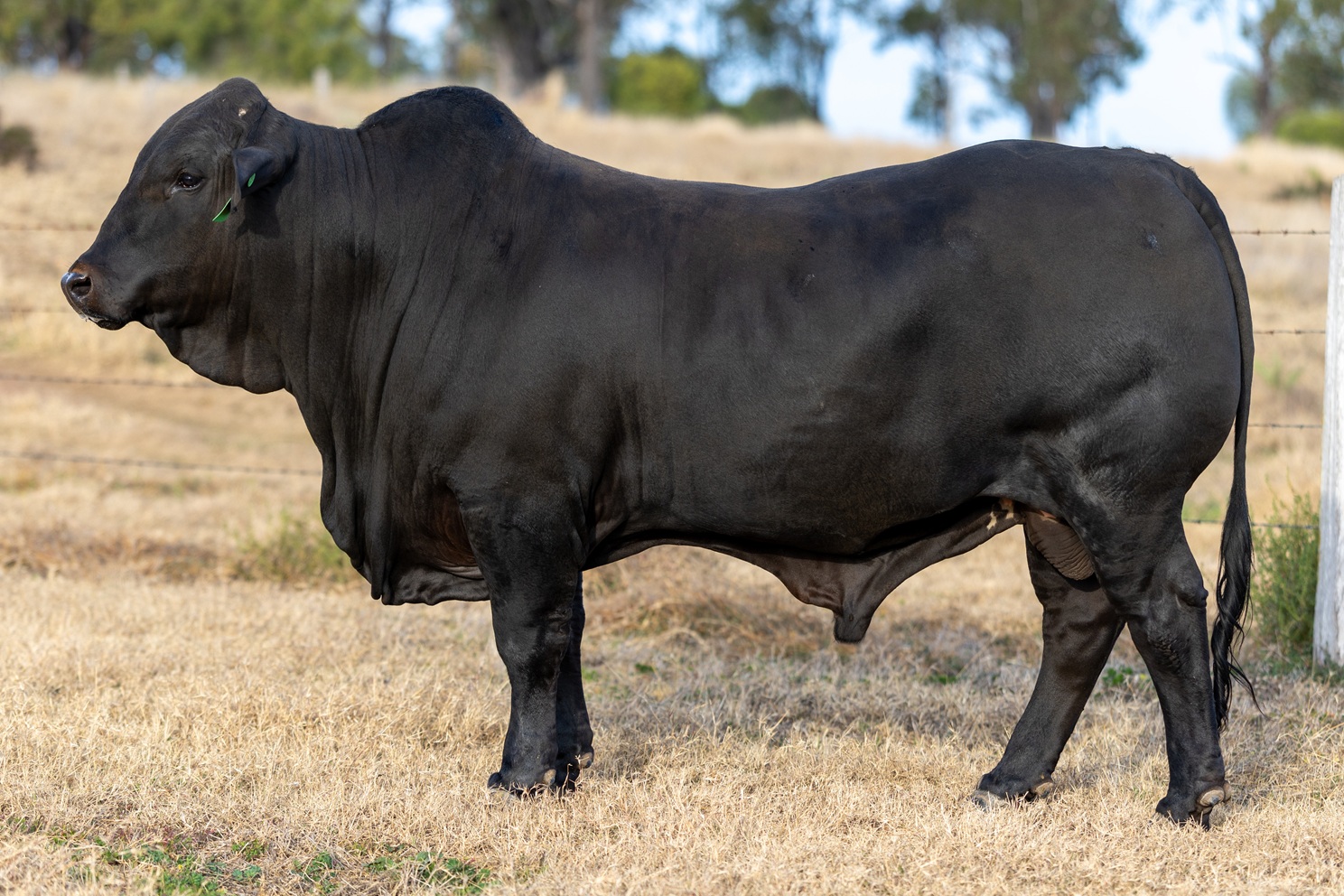 Lot 39 - Elara PS 1598
